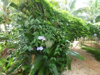 Außenanlagen der Hotels Dhawa