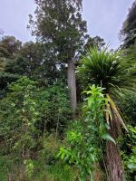 3-004 Im Parry Kauri Park