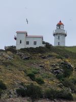 12-013 Otega Halbinsel - bei den Albatrossen