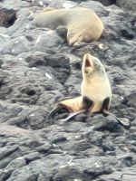 12-014 Otega Halbinsel - bei den Albatrossen