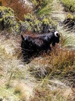15-001c Queenstown - auf dem Weg zum Ben Lomond Saddle