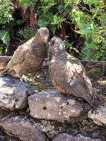 17-014 Arthur Pass Village