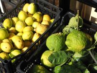 welche eine Pracht, die Amalfi-Zitrone, PA260132.JPG