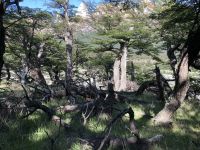 Laguna de los Tres 