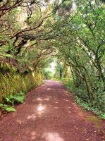 subtropischer Regenwald im Anaga Gebirge