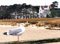 Möwe auf der Seebrücke in Binz