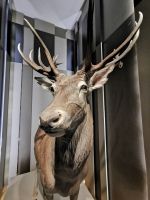 Hirsch, das begehrte Jagdwild, Schloß Granitz