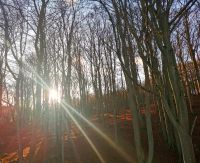 Buchenwälder, typisch für Rügen