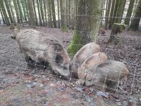 Wildpark Gersfeld