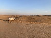 Wüstentour im Landrover