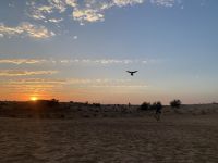 Wüstentour - Falkenshow