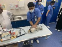 Abu Dhabi - Falkenkrankenhaus