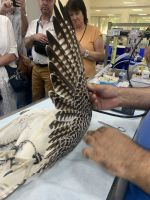 Abu Dhabi - Falkenkrankenhaus