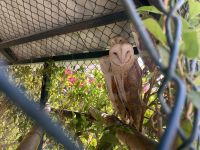 Abu Dhabi - Falkenkrankenhaus