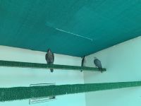 Abu Dhabi - Falkenkrankenhaus