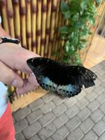Dubai Butterfly Park