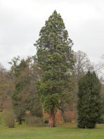 der gezüchtete Mammutbaum