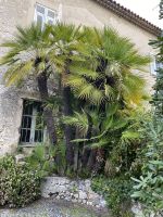 älteste Palme im Jardin des Arenes .JPEG