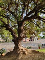 Elefantenbaum auf dem Berg Montjuic.jpg