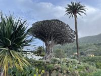 Der Drago Milenario...