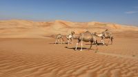 Wüstensafari 