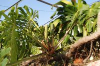 46 Frucht des Philodendron