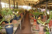 60 Orchideenpracht weit und breit