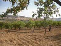 Oliven- und Mandelbäume