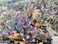 Tag 4 - Die Heide blüht 