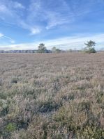 Tag 4 - Kutschfahrt durch die Heide