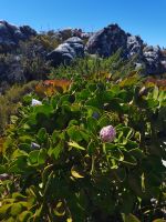 Pflanzen auf dem Tafelberg in Kapstadt