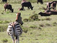 Ein trächtiges Zebra aus der Herde
