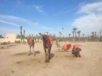Palmeraie Marrakesch Kamel (2)