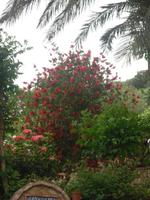 Botanik im Restaurant 