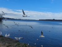 Tag 3 (15) - Am Ufer des Chiemsees mit Herrenchiemsee.jpg