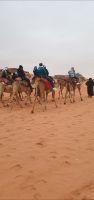 Kamelausritt am 1. Januar