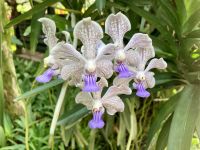 Orchideen Garten Singapur 