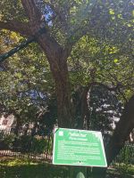 Ein alter Birnenbaum im Park von Kapstadt