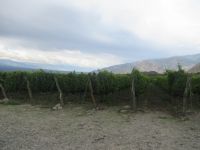 Weinverkostung in Cafayate