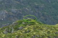 Trollfjord - Wo sitzen die Seeadler?