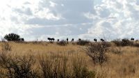 00008 Namibia - Kalahari - Gnus