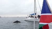 00177 Namibia - Bootsfahrt in Walvis Bay -  Juchu, ein Buckelwal