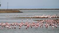 00190 Namibia - Flamingos in der Lagune von Walvis Bay
