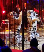 Tag 4 45. internationales Zirkusfestival