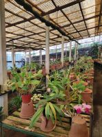 Orchideen Garten auf Madeira