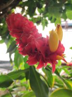 Exotische Pflanze im Orchideen Garten auf Madeira