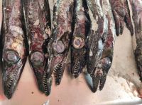 Degenfisch im Fischabteil der Markthalle in Funchal