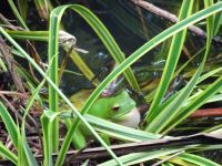 Australien - Cairns - Ausflug nach Kuranda