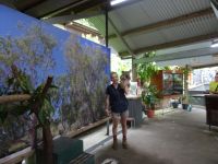 Koala Park Kuranda Australien 