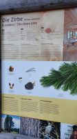 Infotafel zur Zirbe